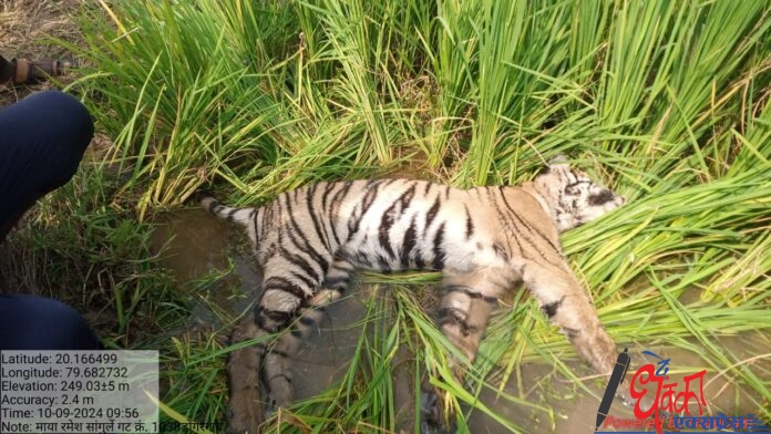 Carcass of a tiger